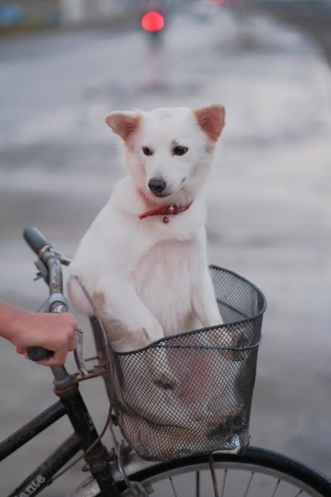 Dog sitting in a bicycle basket